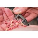KOSZYCZEK PRESTON IN LINE MAGGOT FEEDER 30g L
