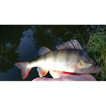 BŁYSTKA OBROTOWA MIKADO KOLOR: 29 8g ROZ. 4