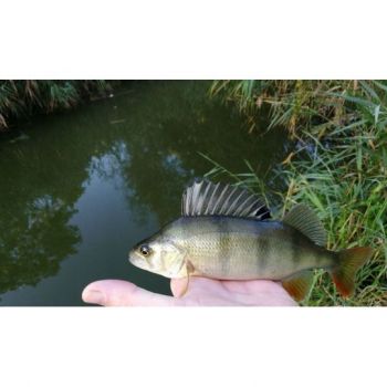 BŁYSTKA OBROTOWA MIKADO KOLOR: 29 8g ROZ. 4