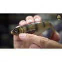 GUMA WESTIN SLIM SHADTEEZ 10cm 6g LAVA PERCH