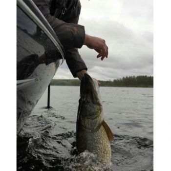 GUMA WESTIN SHADTEEZ 9cm 7g BAITFISH PRZYNĘTA