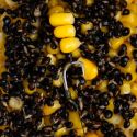 HACZYKI NASH TWISTER X SIZE 2 MICRO BARB 